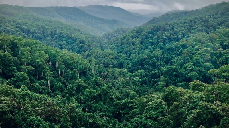 Le Gabon va accueillir le «One Forest Summit» du 1er au 2 mars