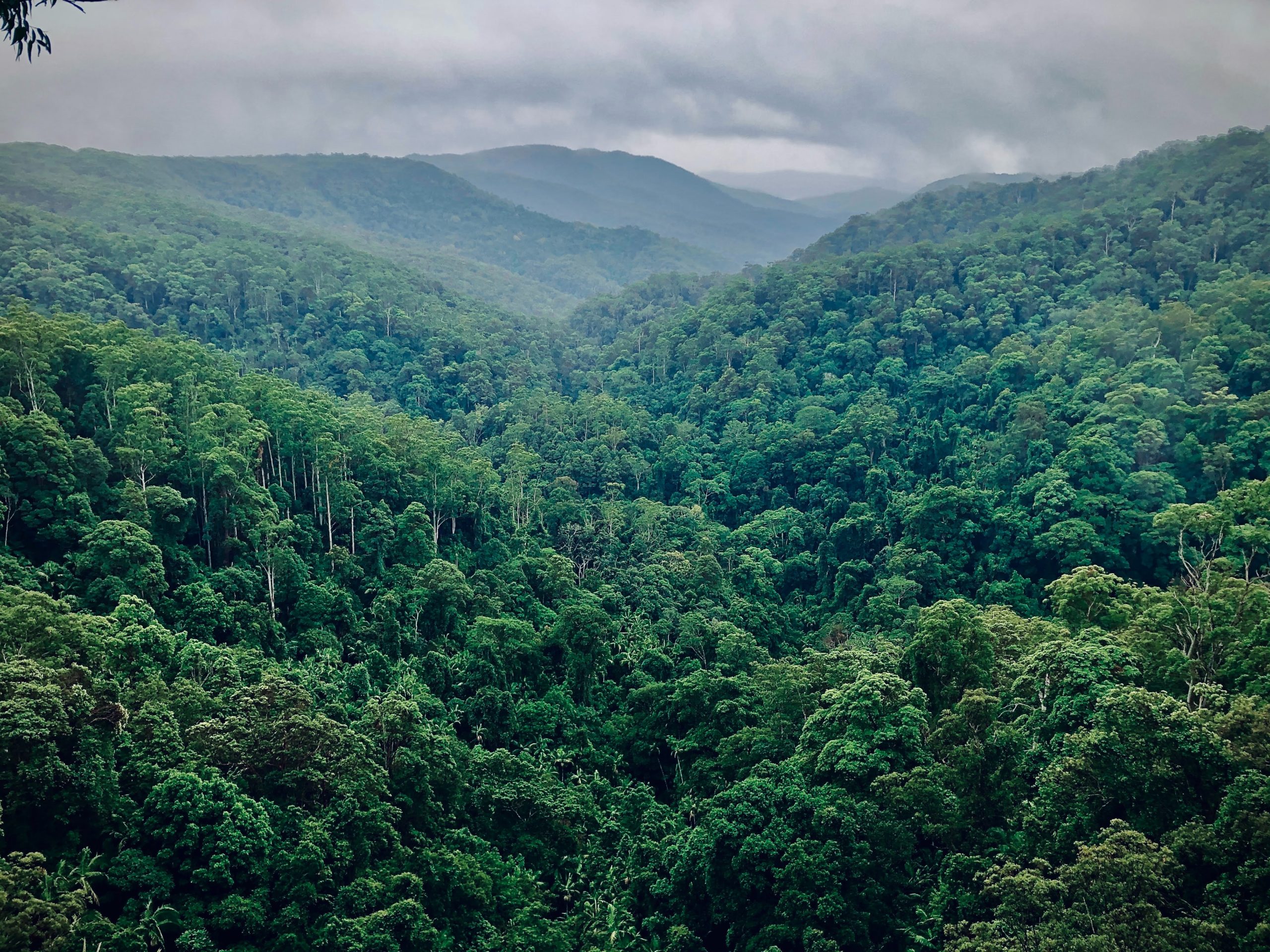 Le Gabon va accueillir le «One Forest Summit» du 1er au 2 mars