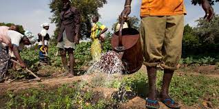 La FAO planche à Dakar, sur l’employabilité des jeunes dans le secteur agroalimentaire