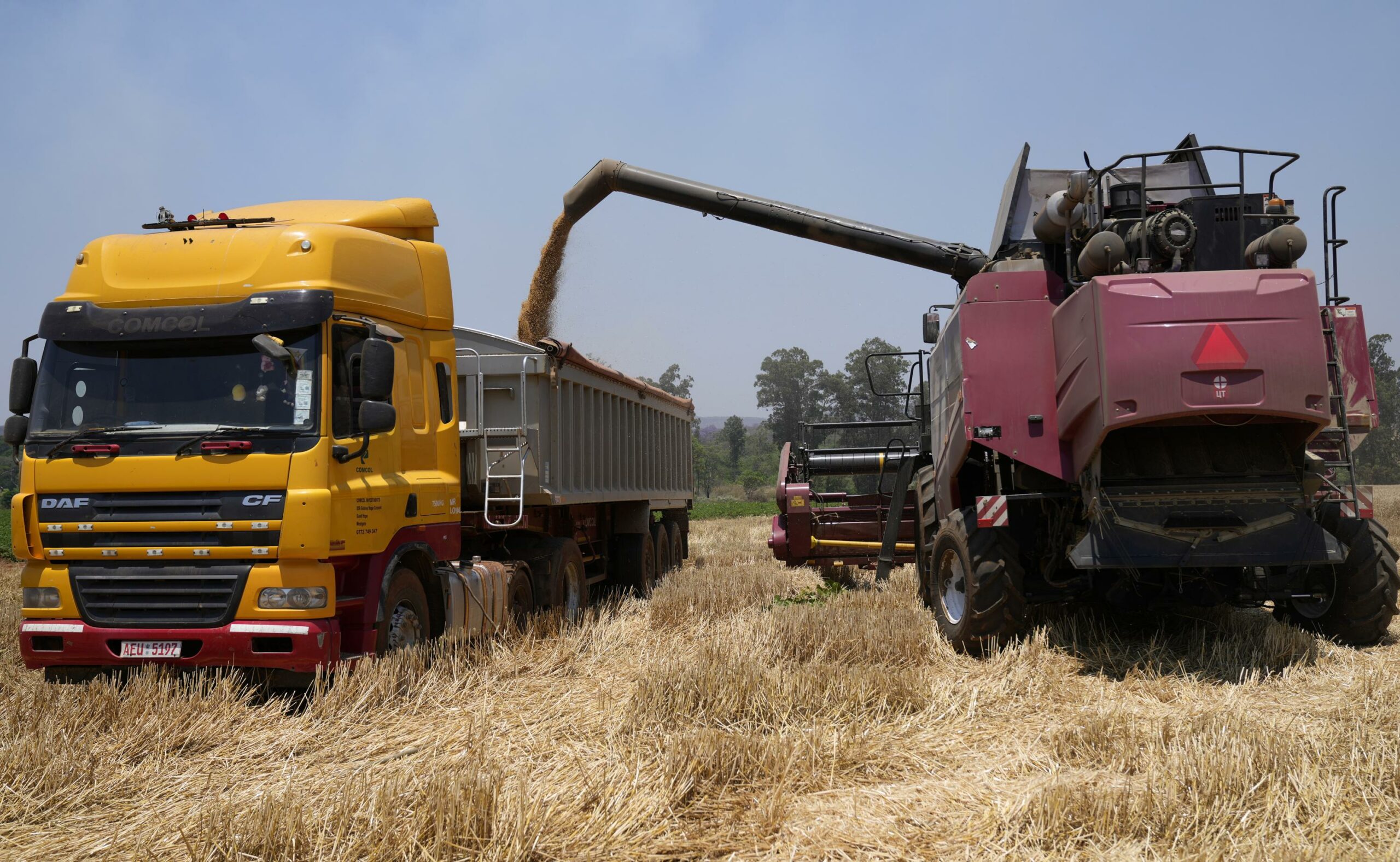 Le Zimbabwe ambitionne de porter à 408.000 tonnes, sa production annuelle de blé