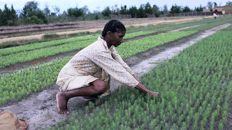 La BAD promet 20 millions de dollars à Madagascar pour soutenir ses agriculteurs