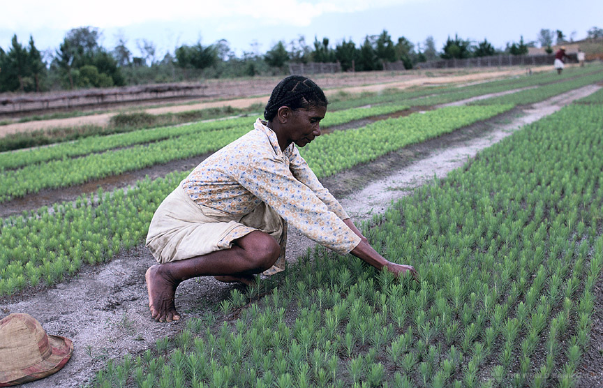 La BAD promet 20 millions de dollars à Madagascar pour soutenir ses agriculteurs