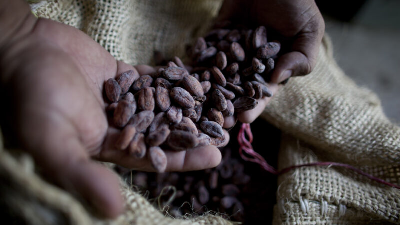 La Côte d’Ivoire a produit 2,4 millions de tonnes de cacao en 2022