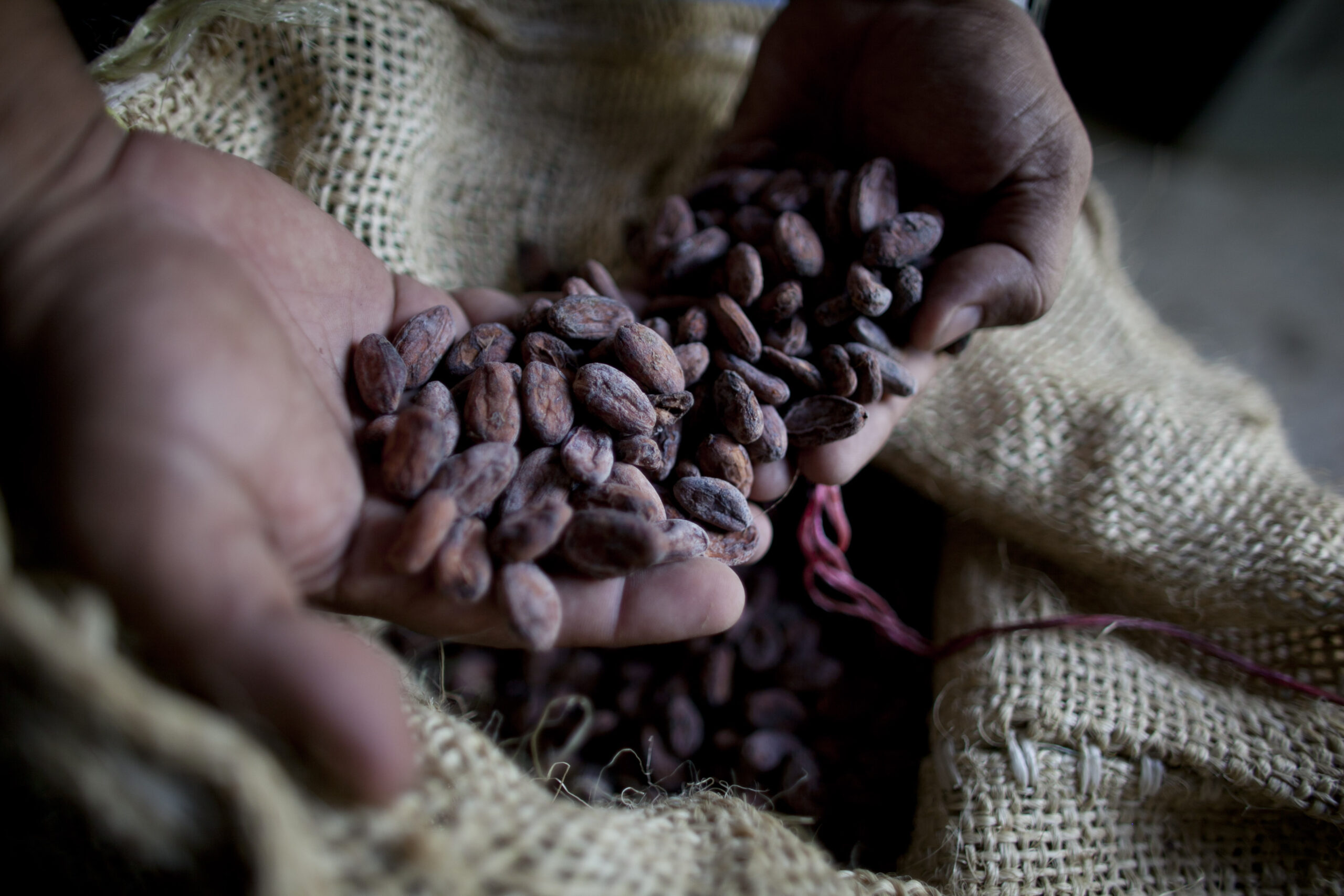 La Côte d’Ivoire a produit 2,4 millions de tonnes de cacao en 2022