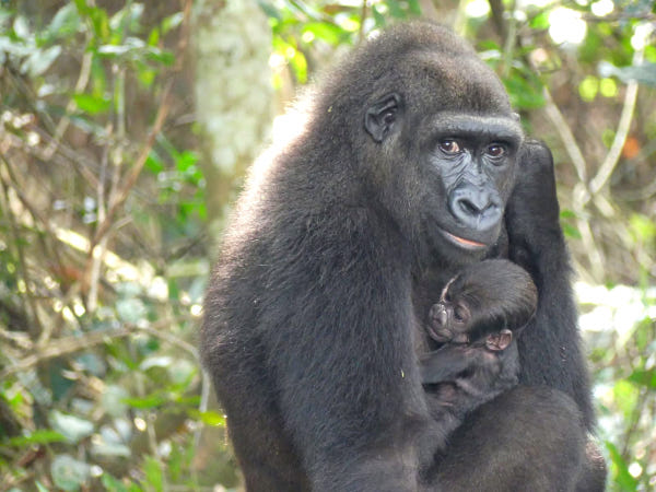 Gabon : L’ANPN prévoit la création d’une organisation pour la promotion de la faune sauvage