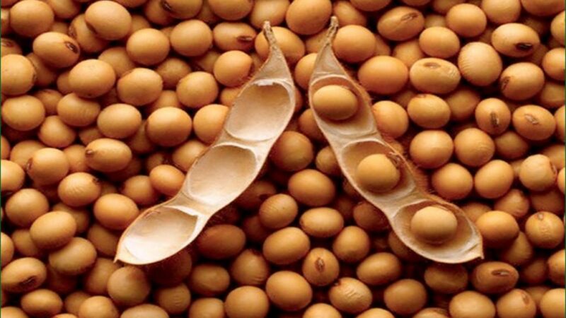 Benin : L’Etat lance ce vendredi l’opération d’achat de tous les stocks de soja disponibles