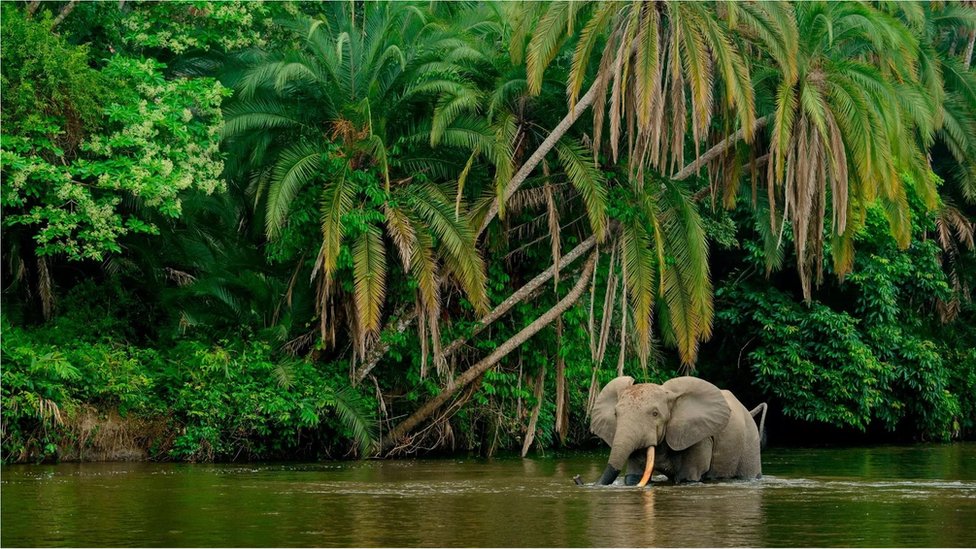 Biodiversité: Haro sur l’éléphant de forêt dans le bassin du Congo