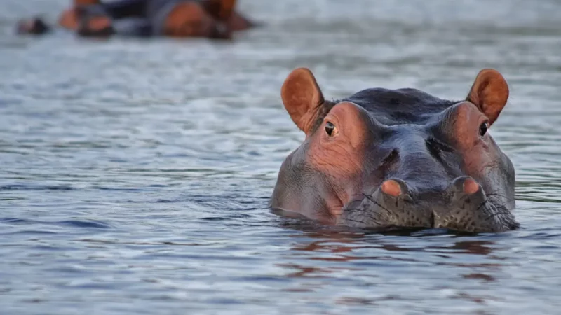 Une vingtaine de personnes portées disparues au Malawi, suite à une collision entre un bateau et un hippopotame 