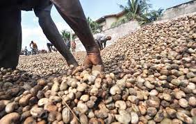 Sénégal : Noix d’acajou stockés à Ziguinchor