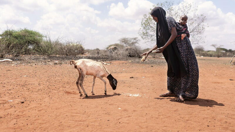 La FAO alerte encore sur précarité de la situation dans la Corne de l’Afrique à cause de la sécheresse