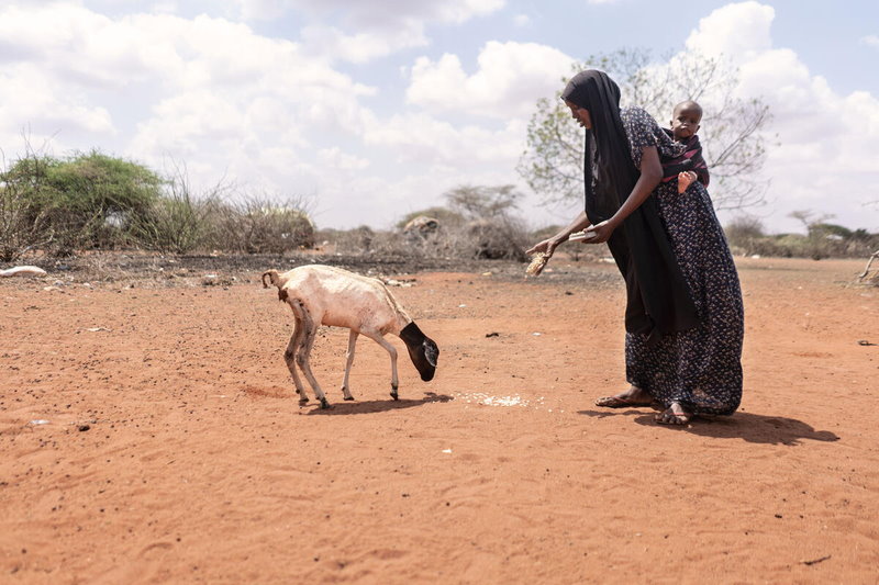 La FAO alerte encore sur précarité de la situation dans la Corne de l’Afrique à cause de la sécheresse