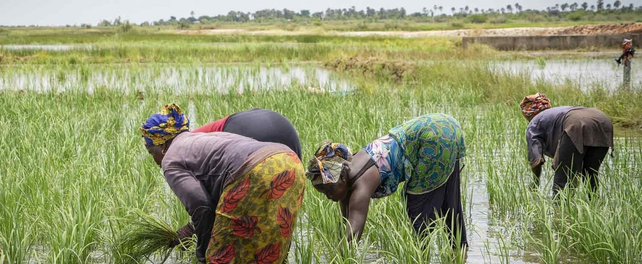 La BAD affecte 11,70 millions de dollars au Mécanisme africain de financement du développement des engrais