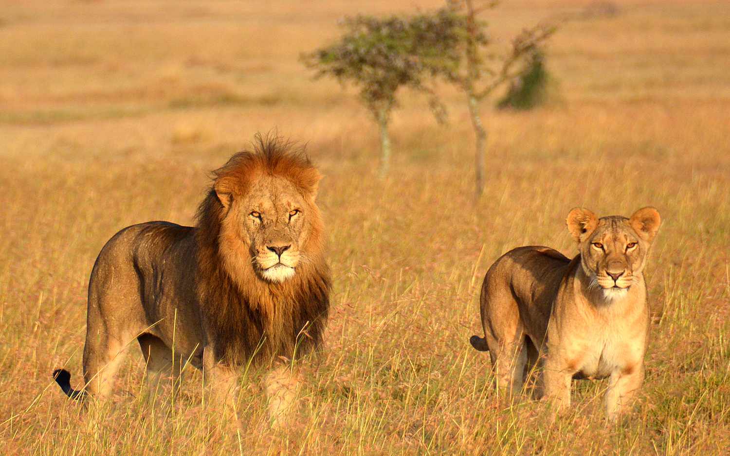 Des éleveurs abattent dix lions protégés au Kenya 