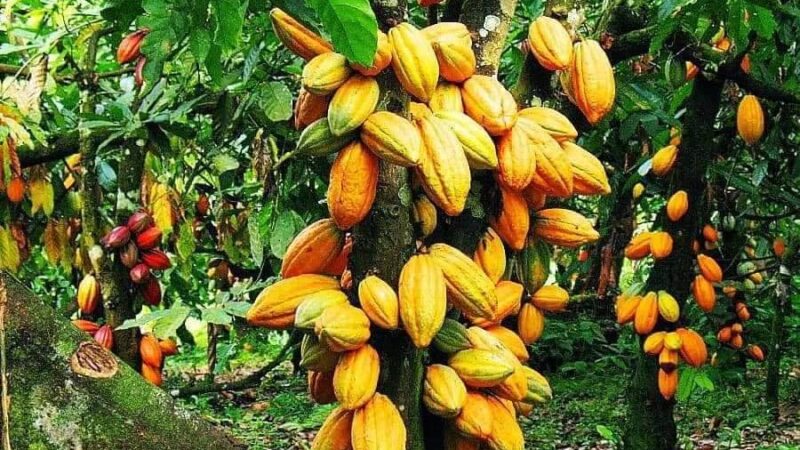 Le Gabon s’apprête à redynamiser sa filière cacao-café