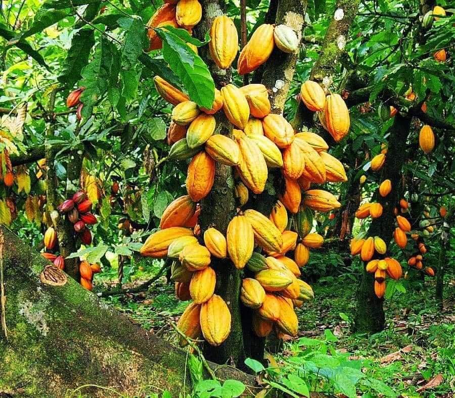 Le Gabon s’apprête à redynamiser sa filière cacao-café