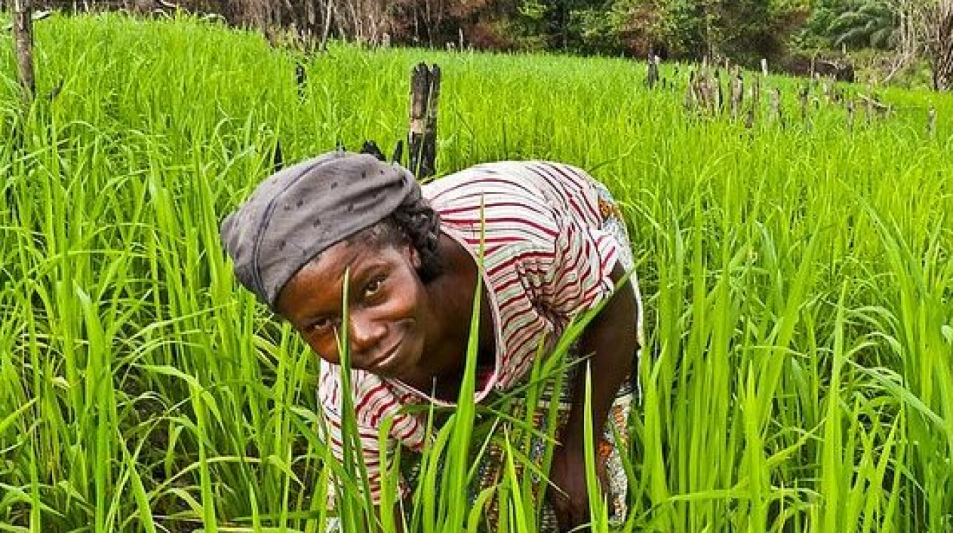 Guinée: 100 millions de dollars de la Banque mondiale pour le secteur de l’agriculture commerciale