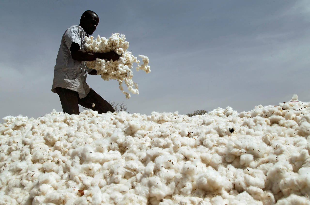 Production cotonnière 2023-2024: Le Burkina Faso compte tirer des leçons de la mauvaise campagne 2022-2023