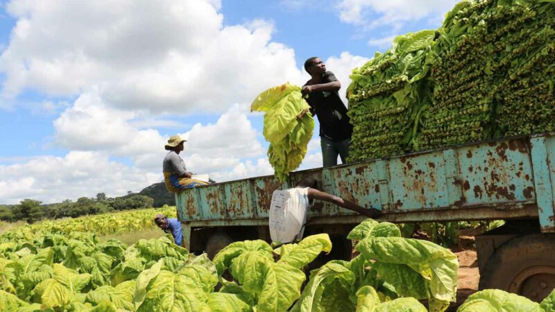 Zimbabwe: Embellie dans le secteur de la production du tabac depuis le début de l’année 2023 (Officiel)