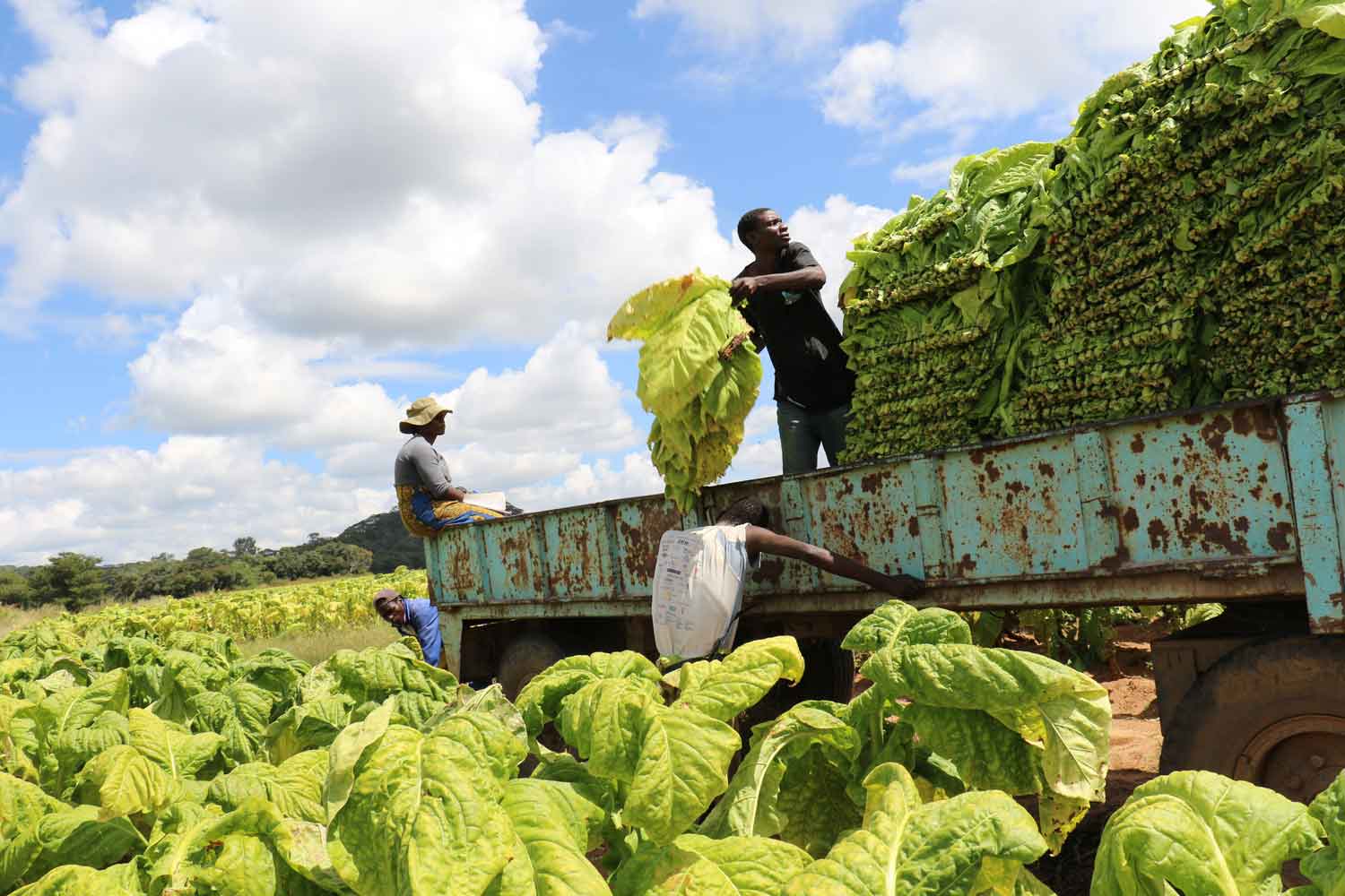 Zimbabwe: Embellie dans le secteur de la production du tabac depuis le début de l’année 2023 (Officiel)