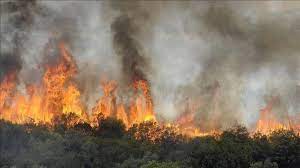Seize feux de forêt dans 8 gouvernorats de la Tunisie ont été circonscrits