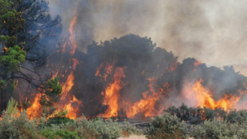 Un incendie ravage 8 hectares de forêt dans le nord-ouest de la Tunisie