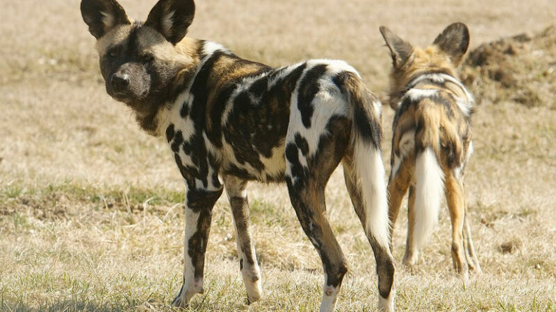 Faune africaine: Des chiens sauvages d’Afrique réapparaissent en Ouganda après une éclipse de 40 ans  