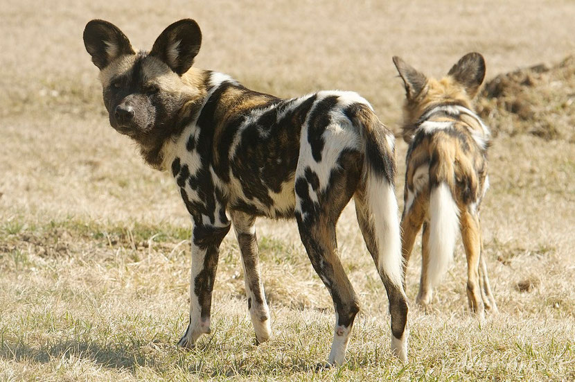 Faune africaine: Des chiens sauvages d’Afrique réapparaissent en Ouganda après une éclipse de 40 ans  