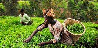 Le président nigérian débloque près de 500 millions d’euros d’aide pour l’agriculture et les PME afin d’apaiser la colère populaire