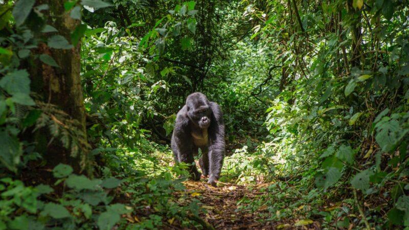 Les USA sanctionnent trois responsables de la RDC pour trafic d’animaux protégés