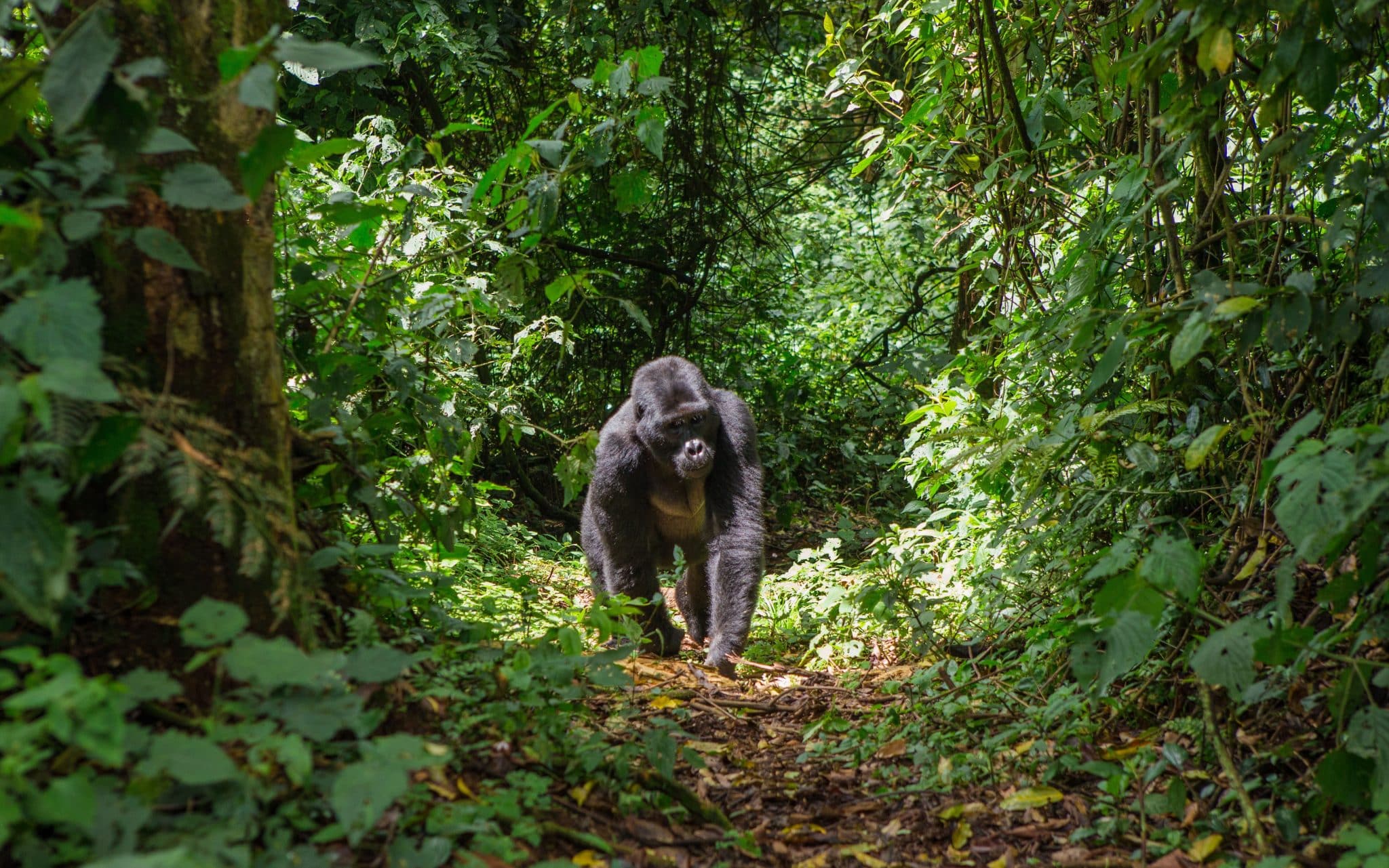 Les USA sanctionnent trois responsables de la RDC pour trafic d’animaux protégés