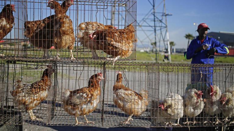 L’Afrique du Sud confrontée à une épidémie de grippe aviaire