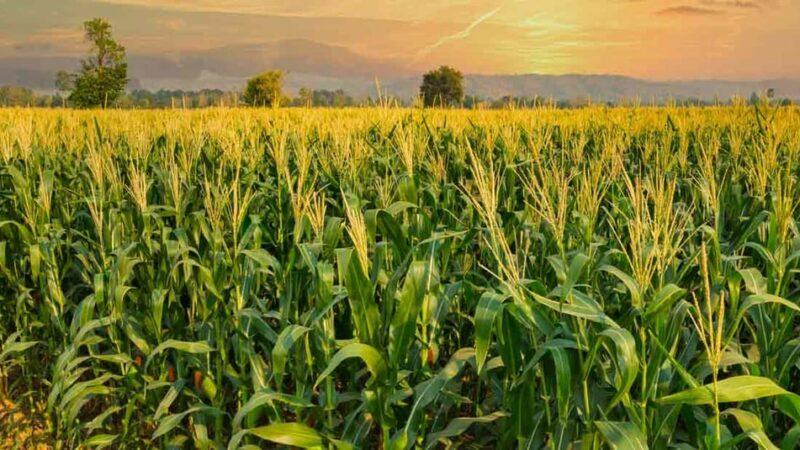 L’Arabie Saoudite fait don d’engrais et de semences de maïs au Malawi