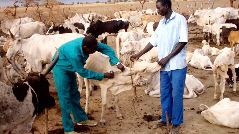 Débat à Windhoek sur la lutte contre les maladies animales transfrontalières en Afrique australe