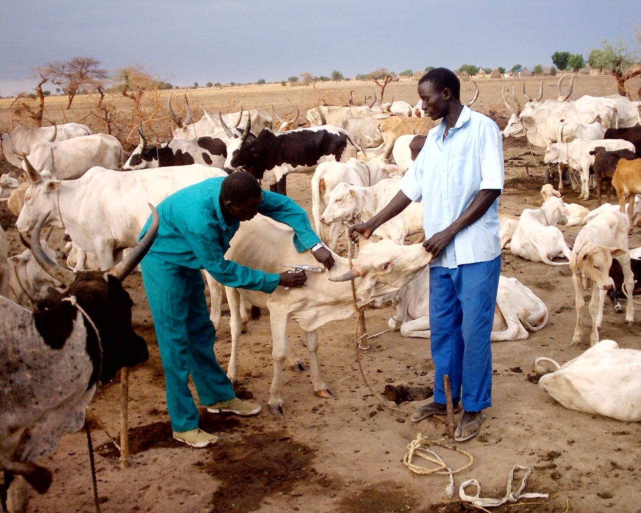 Débat à Windhoek sur la lutte contre les maladies animales transfrontalières en Afrique australe