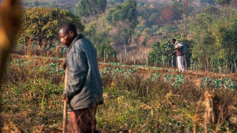 La BAD fait un don à la Tanzanie de 2,5 millions de dollars pour soutenir 10 000 petits exploitants de la filière horticole