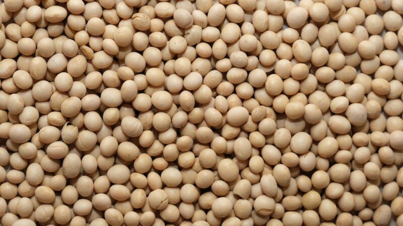 Le gouvernement béninois annonce de nouvelles mesures au profit des producteurs de soja pour la campagne 2023-2024