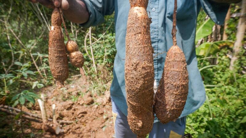 L’USAID finance un projet de développement de la filière manioc en RDC à hauteur de 6,5 millions USD