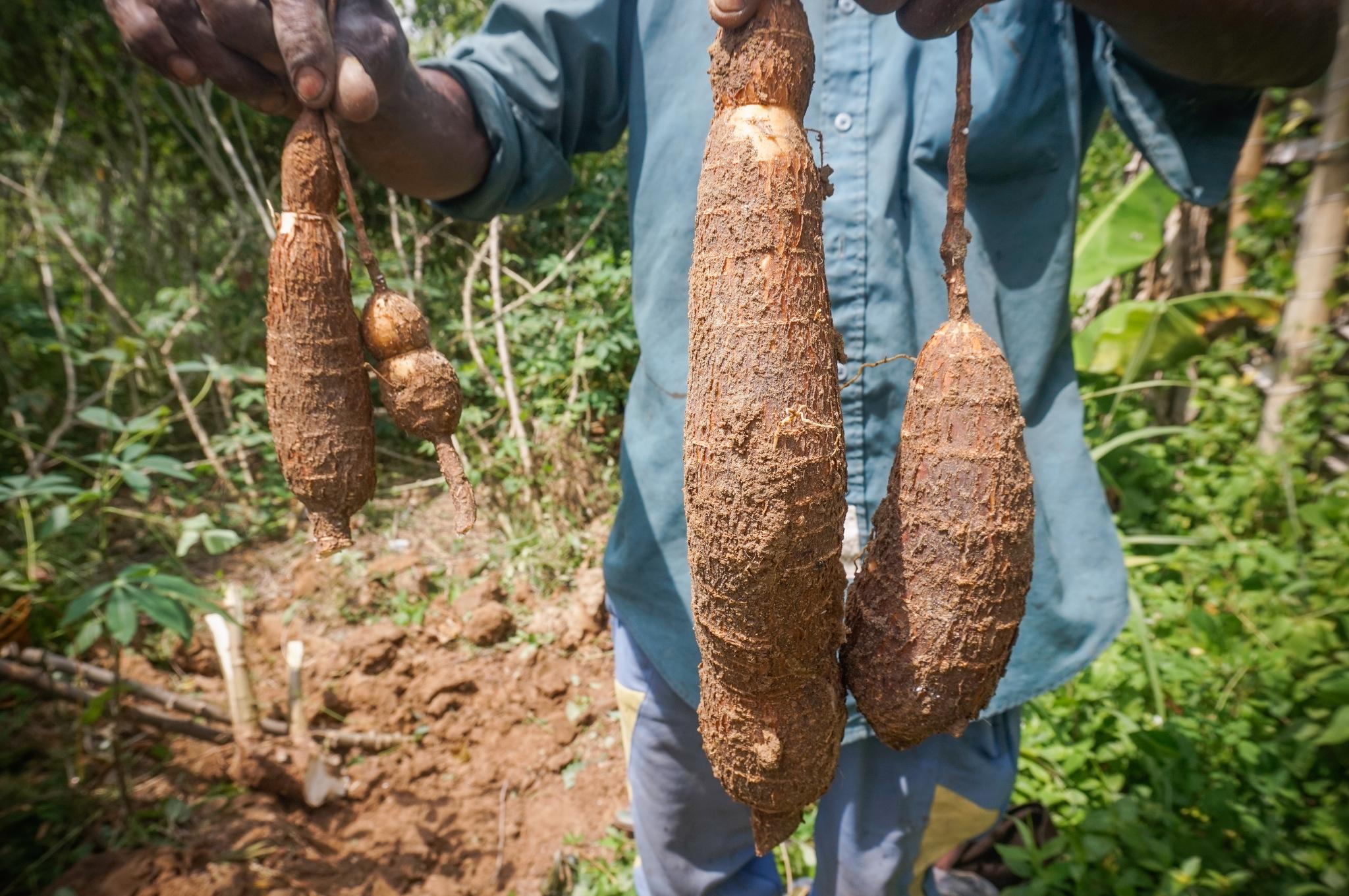 L’USAID finance un projet de développement de la filière manioc en RDC à hauteur de 6,5 millions USD