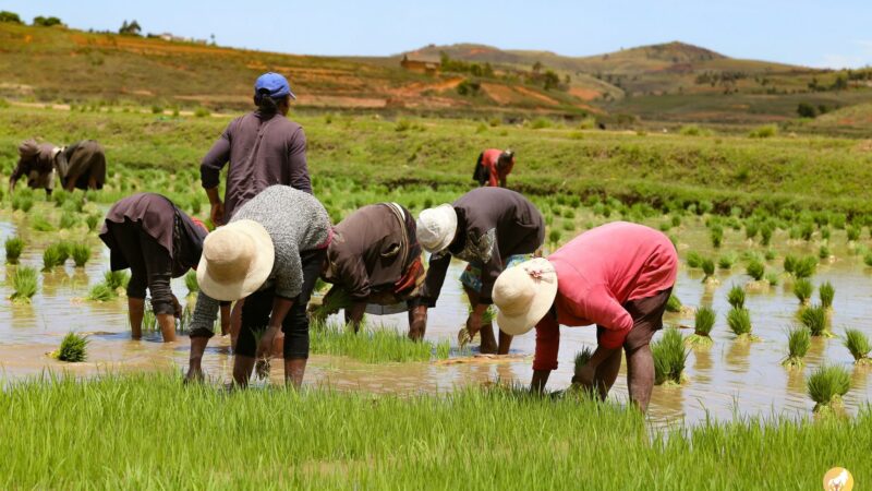 La production locale de riz à Madagascar prend progressivement le pas sur les grosses importations (Officiel)