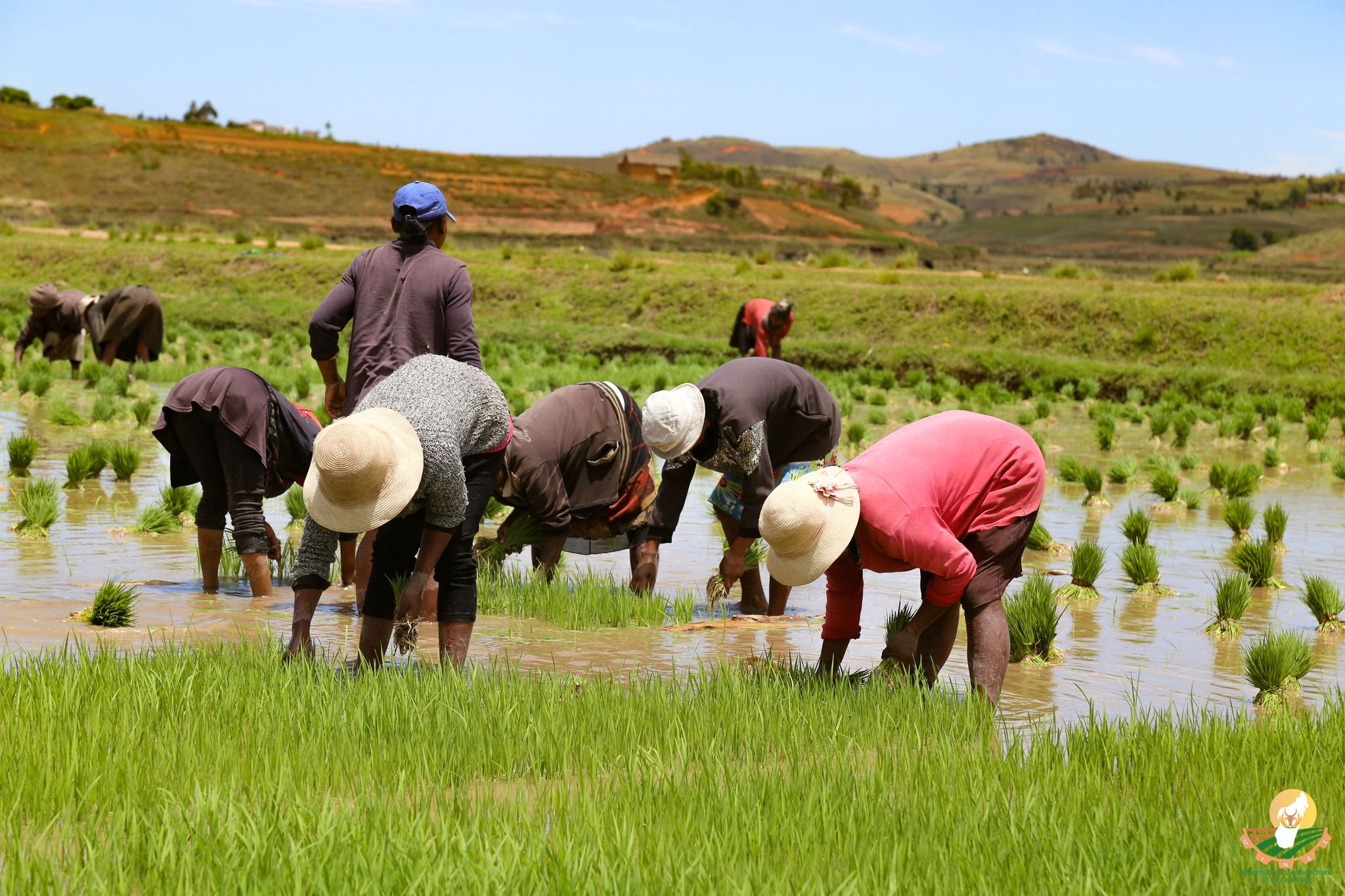 La production locale de riz à Madagascar prend progressivement le pas sur les grosses importations (Officiel)