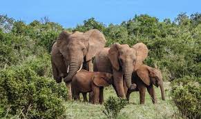 Le Gabon prend part à Paris, au symposium «Forêts et éléphants» 