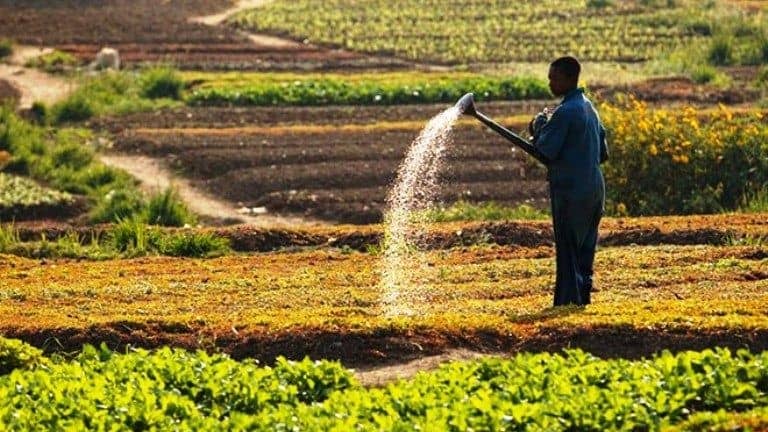 CEDEAO : Le marché régional des produits agroalimentaires au centre d’une consultation à Dakar