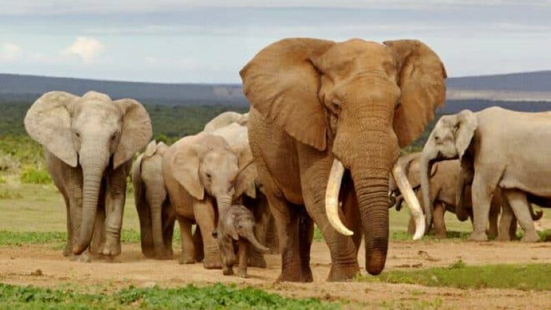 La Côte d’Ivoire décide la protection de ses éléphants menacés d’extinction