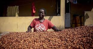 Des mineurs illégaux et la contrebande mettent à mal la production cacaoyère annuelle du Ghana