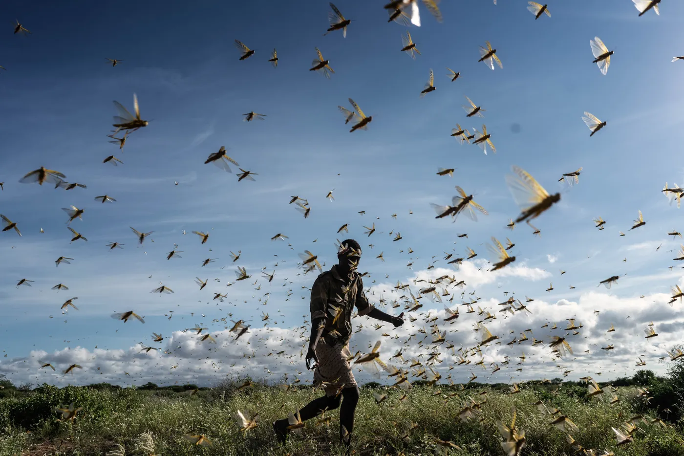 Adhésion de la Somalie à la Commission de la FAO contre les criquets pèlerins 