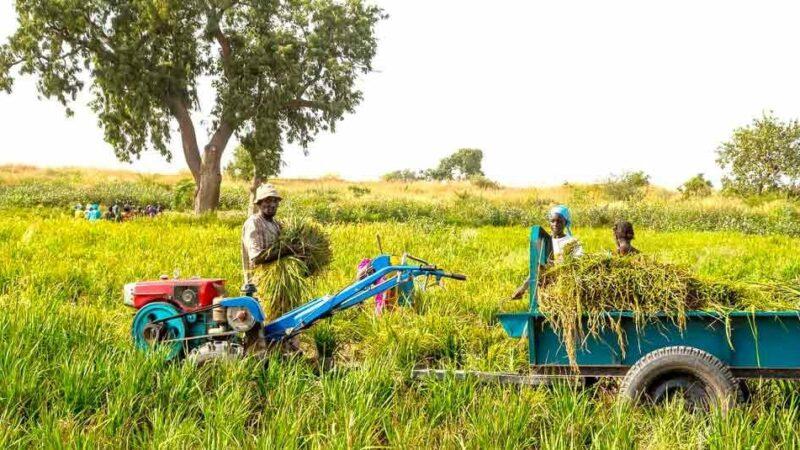 Guinée: 65% de la consommation locale du riz provient désormais de la production nationale, un record en Afrique de l’Ouest (Officiel)