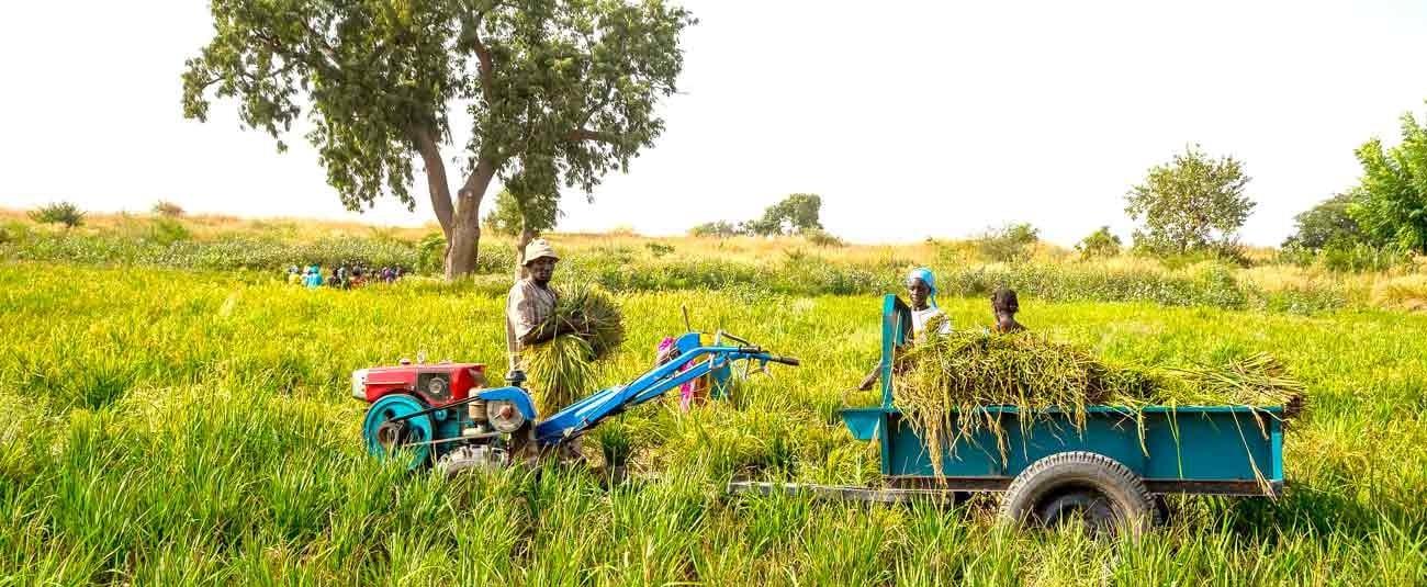 Guinée: 65% de la consommation locale du riz provient désormais de la production nationale, un record en Afrique de l’Ouest (Officiel)