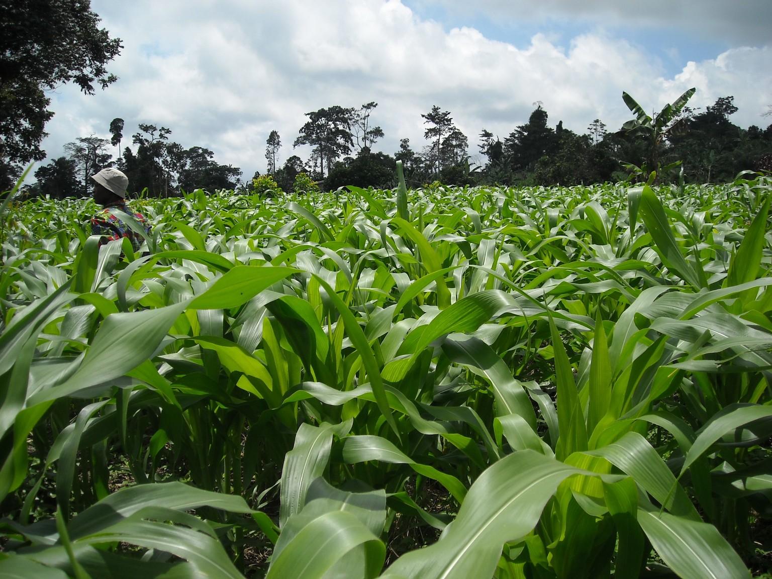 Cameroun/Contrer l’insécurité alimentaire: L’Etat met à contribution la Banque mondiale et de l’Institut international d’agriculture tropicale