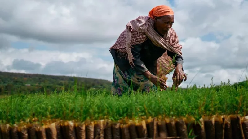 Le Fonds africain de développement fait don à l’Éthiopie de 46 millions de dollars destiné aux communautés pastorales du Borana