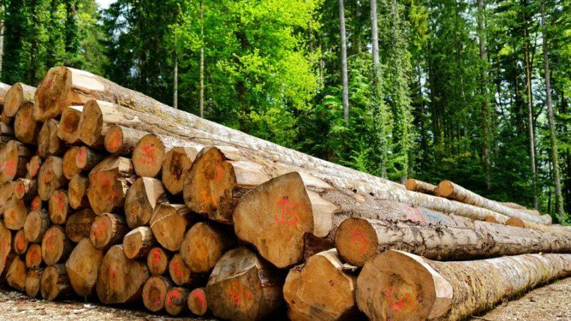 Le Bénin annonce de nouvelles mesures et modalités d’exportation des produits forestiers